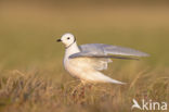 Ross s gull (Rhodostethia rosea)