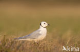 Ross s gull (Rhodostethia rosea)