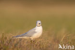 Ross s gull (Rhodostethia rosea)