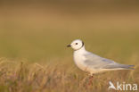 Ross s gull (Rhodostethia rosea)