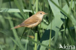 Eurasian Reed-Warbler (Acrocephalus scirpaceus)