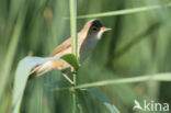 Eurasian Reed-Warbler (Acrocephalus scirpaceus)