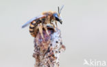 Halictus scabiosae