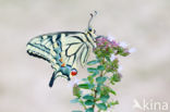 Swallowtail (Papilio machaon)