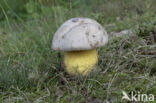 Wortelende boleet (Boletus radicans)