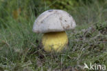 Boletus radicans