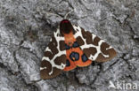 Garden Tiger (Arctia caja)