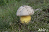 Wortelende boleet (Boletus radicans)