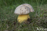 Wortelende boleet (Boletus radicans)