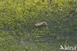 Subarctic Darner (Aeshna subarctica)