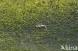 Subarctic Darner (Aeshna subarctica)