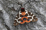 Garden Tiger (Arctia caja)