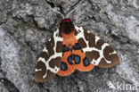 Garden Tiger (Arctia caja)