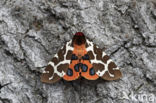 Garden Tiger (Arctia caja)