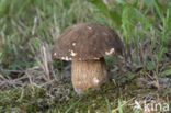 Bronskleurig eekhoorntjesbrood (Boletus aereus)