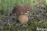 Bronskleurig eekhoorntjesbrood (Boletus aereus)