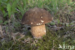 Bronskleurig eekhoorntjesbrood (Boletus aereus)