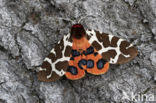 Garden Tiger (Arctia caja)