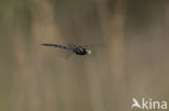 Subarctic Darner (Aeshna subarctica)