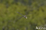 Subarctic Darner (Aeshna subarctica)