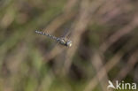 Subarctic Darner (Aeshna subarctica)