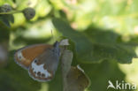 Pearly Heath (Coenonympha arcania)