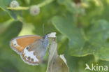 Pearly Heath (Coenonympha arcania)