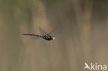 Noordse glazenmaker (Aeshna subarctica)