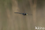 Subarctic Darner (Aeshna subarctica)