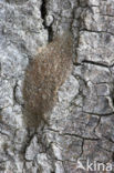 Kleine hermelijnvlinder (Furcula furcula)