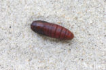 Kleine hermelijnvlinder (Furcula furcula)