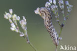 Oorsilene-uil (Hadena irregularis)