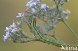 Lichte daguil (Heliothis viriplaca)