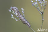 Oorsilene-uil (Hadena irregularis)