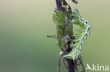 Brandnetelkapje (Abrostola tripartita)