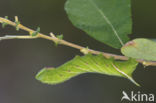 Eyed Hawk-moth (Smerinthus ocellata)