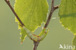 Sallow Kitten (Furcula furcula)