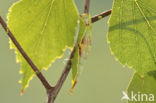 Sallow Kitten (Furcula furcula)