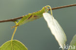 Sallow Kitten (Furcula furcula)