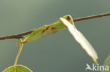 Kleine hermelijnvlinder (Furcula furcula)