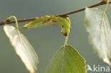 Kleine hermelijnvlinder (Furcula furcula)