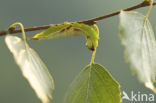 Sallow Kitten (Furcula furcula)