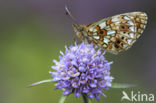 Zilveren maan (Boloria selene)