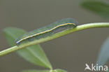 Pale Clouded Yellow (Colias hyale)