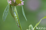 Pale Clouded Yellow (Colias hyale)