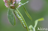 Pale Clouded Yellow (Colias hyale)