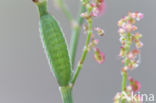 Icarusblauwtje (Polyommatus icarus)