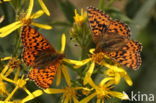 Veenbesparelmoervlinder (Boloria aquilonaris)