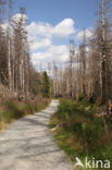 Nationalpark Harz