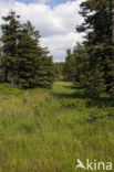 Harz National park